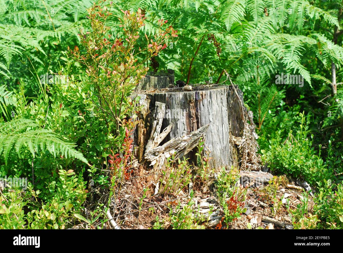 Vecchio moncone, mussoso, ceppo di foresta, foresta verde, foglie di felce, erba di foresta Foto Stock