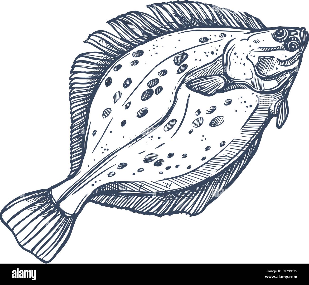 Flounder specie di pesci piatti isolato schizzo monocromatico. Pesci demersali vettoriali che vivono in fondo agli oceani. Golfo o passera estiva meridionale, pinta europea Illustrazione Vettoriale