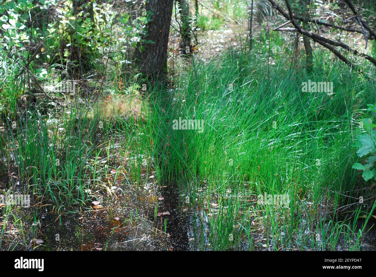 Foresta, fiume della foresta, erba verde della foresta, erba della foresta, erba verde Foto Stock