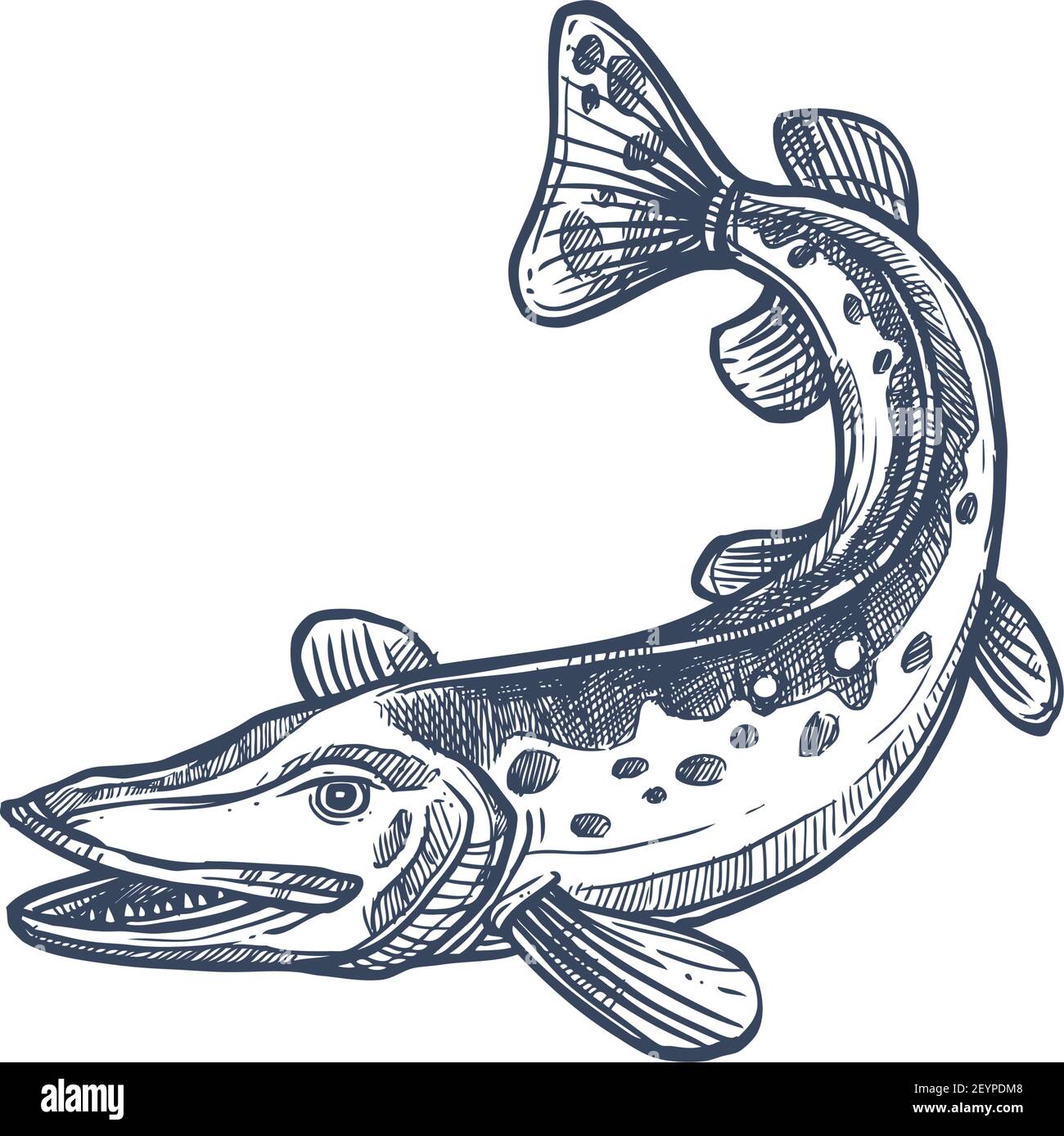 Pickerel o esox fish, schizzo monocromatico isolato di luccio d'acqua dolce. Vettore allungato siluro-come pesci predatori, sgombro luccio o sauria del Pacifico. Mano Illustrazione Vettoriale