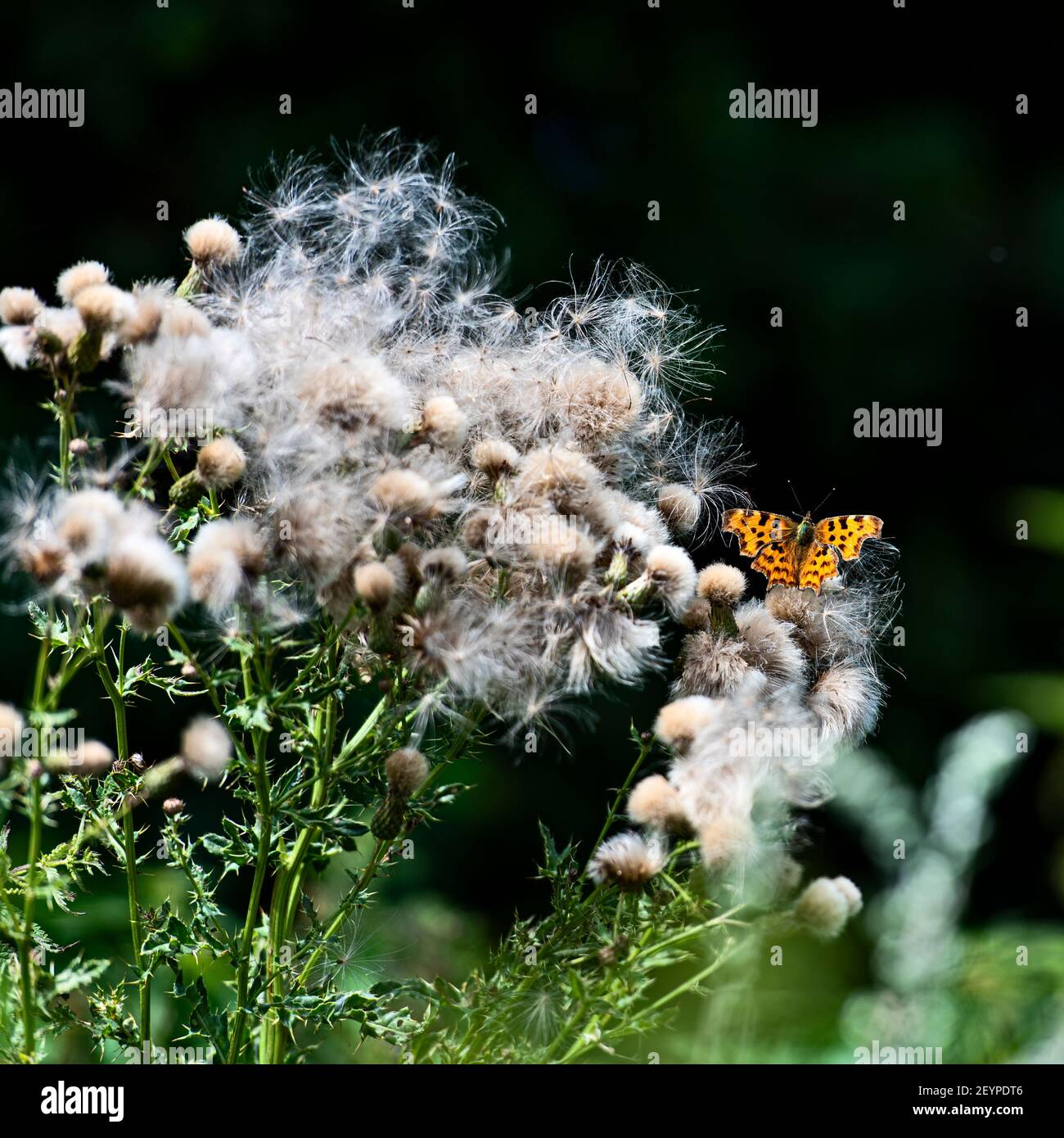 Bright Orange Butterfly riposante su alcuni semi di Thistle vicino a Shoreham Vicino a Otford in Kent Foto Stock