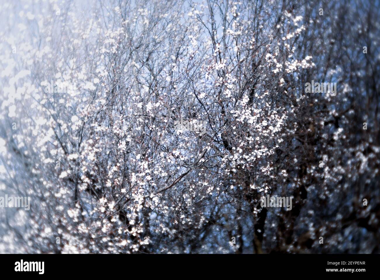 Immagine ad alto contrasto di fioritura dei ciliegi con messa a fuoco morbida Foto Stock