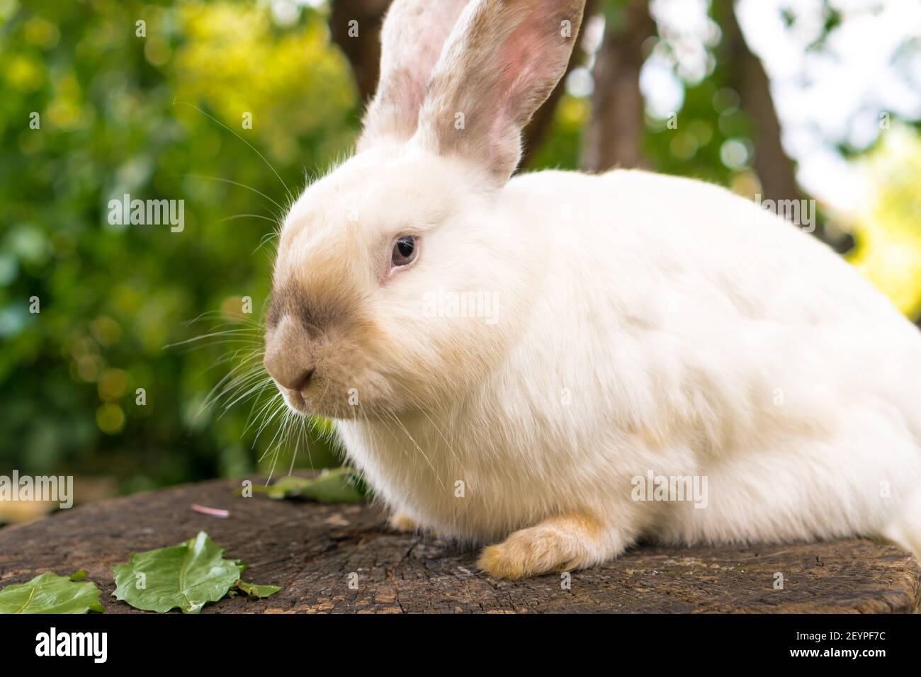 grande coniglio bianco adulta spaventato si siede su un ceppo di albero contro lo sfondo di prato verde. Lepre in gnaws di prato selvatico e mangia l'erba in primavera o in estate Foto Stock
