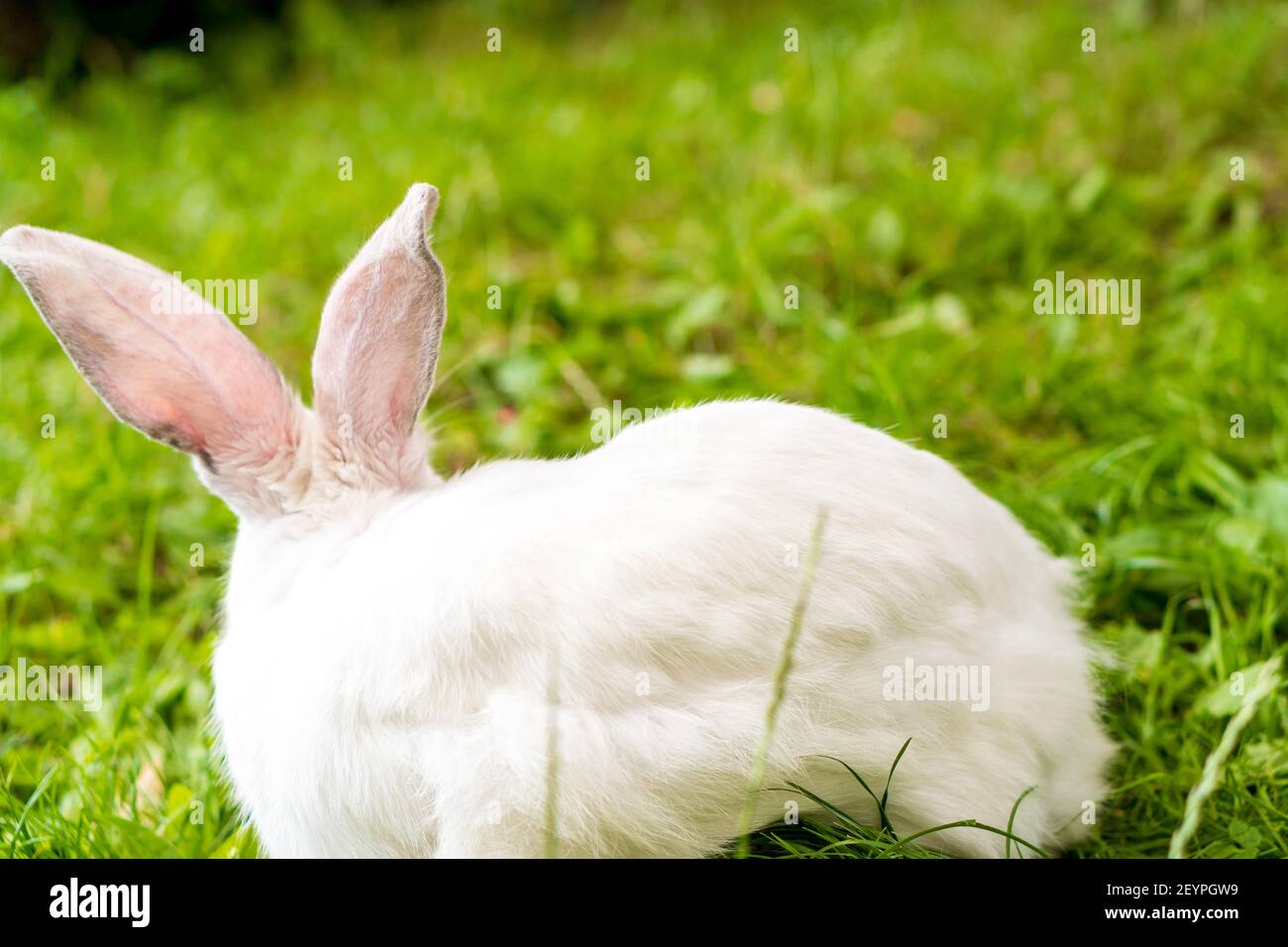 vista posteriore di grande adulto temuto coniglio bianco si trova sullo sfondo di prato verde. Lepre in gnaws di prato selvatico e mangia l'erba in primavera o in estate Foto Stock