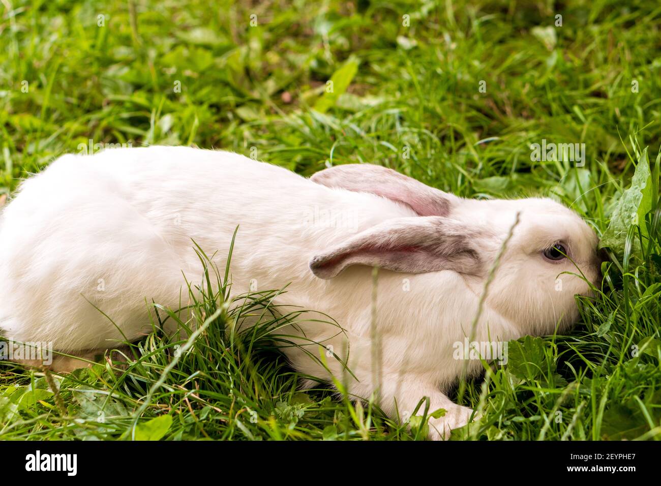 grande adulto spaventato bianco coniglio sniffing fiore sullo sfondo di prato verde. Lepre in gnaws di prato selvatico e mangia l'erba in primavera o in estate Foto Stock