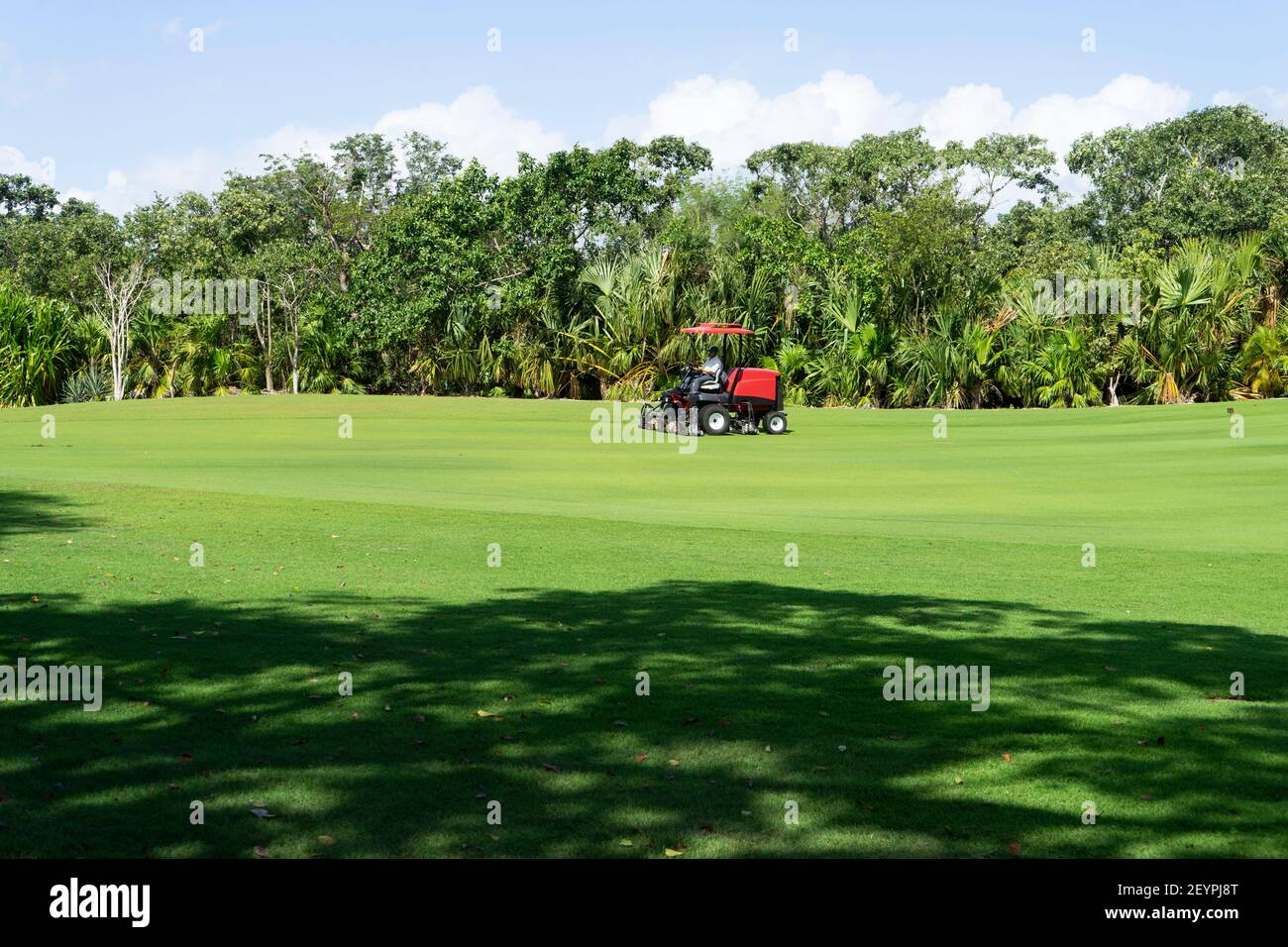 Attrezzatura falciatrice per erba che lavora in una giornata estiva. Falciatura del prato a Playa del Carmen, Messico. Il giardiniere taglia l'erba verde sul campo da golf perfetto. Foto Stock