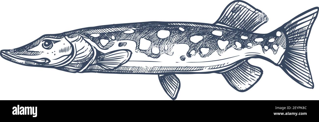 Pike pesce d'acqua dolce isolato schizzo monocromatico. Vettore walleye blu, Sander vitreus. Esox o pickerel, pesce predatore allungato simile a un siluro. Mackere Illustrazione Vettoriale