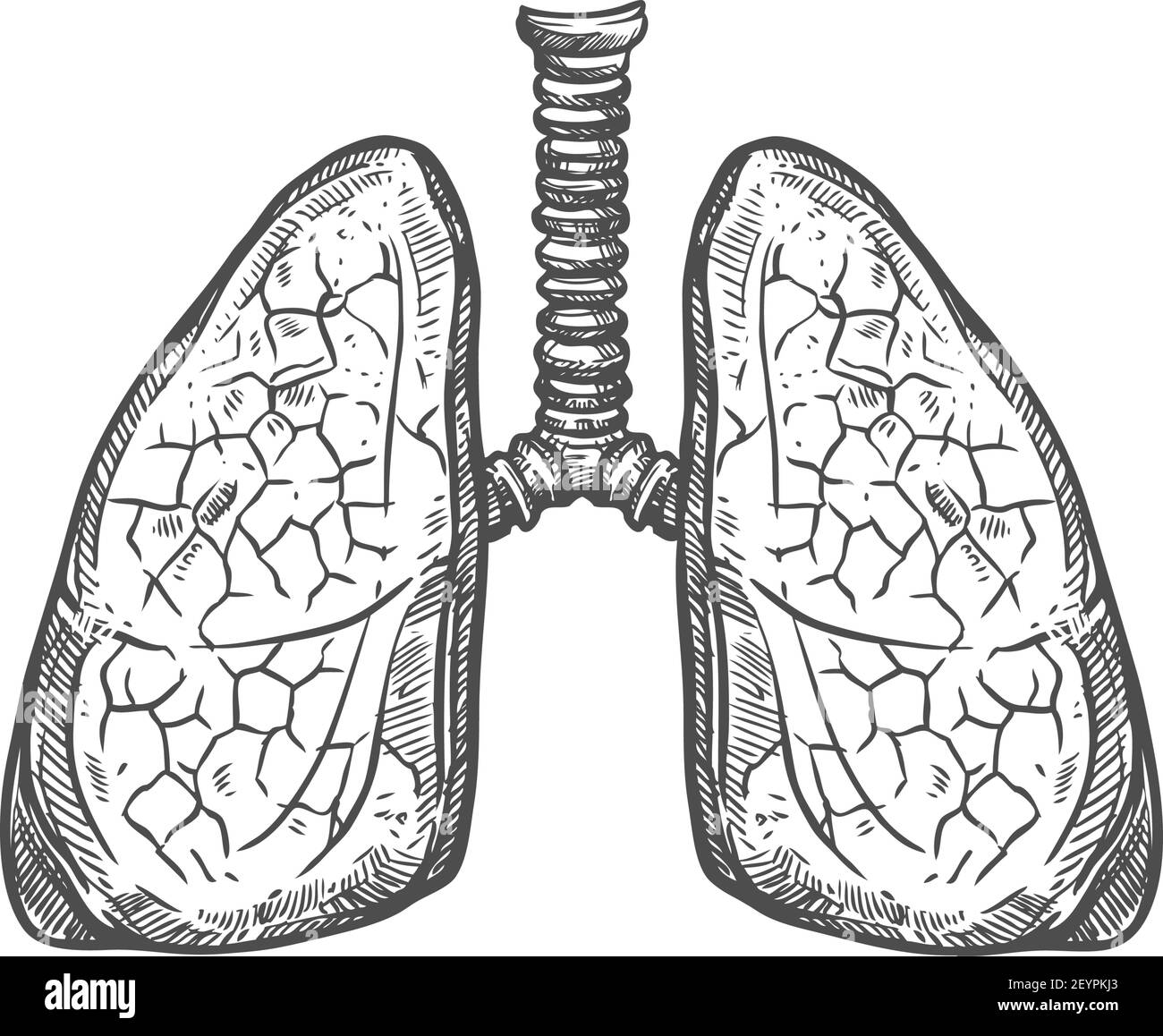 Icona polmoni, vettore monocromatico isolato dal sistema respiratorio. Schizzo interno dell'organo umano Illustrazione Vettoriale