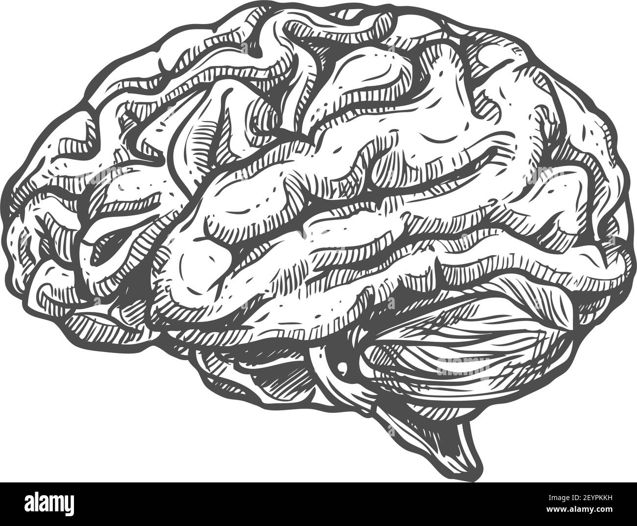 Icona di schizzo cerebrale, vettore monocromatico isolato da un organo interno umano. Sistema nervoso e memoria Illustrazione Vettoriale