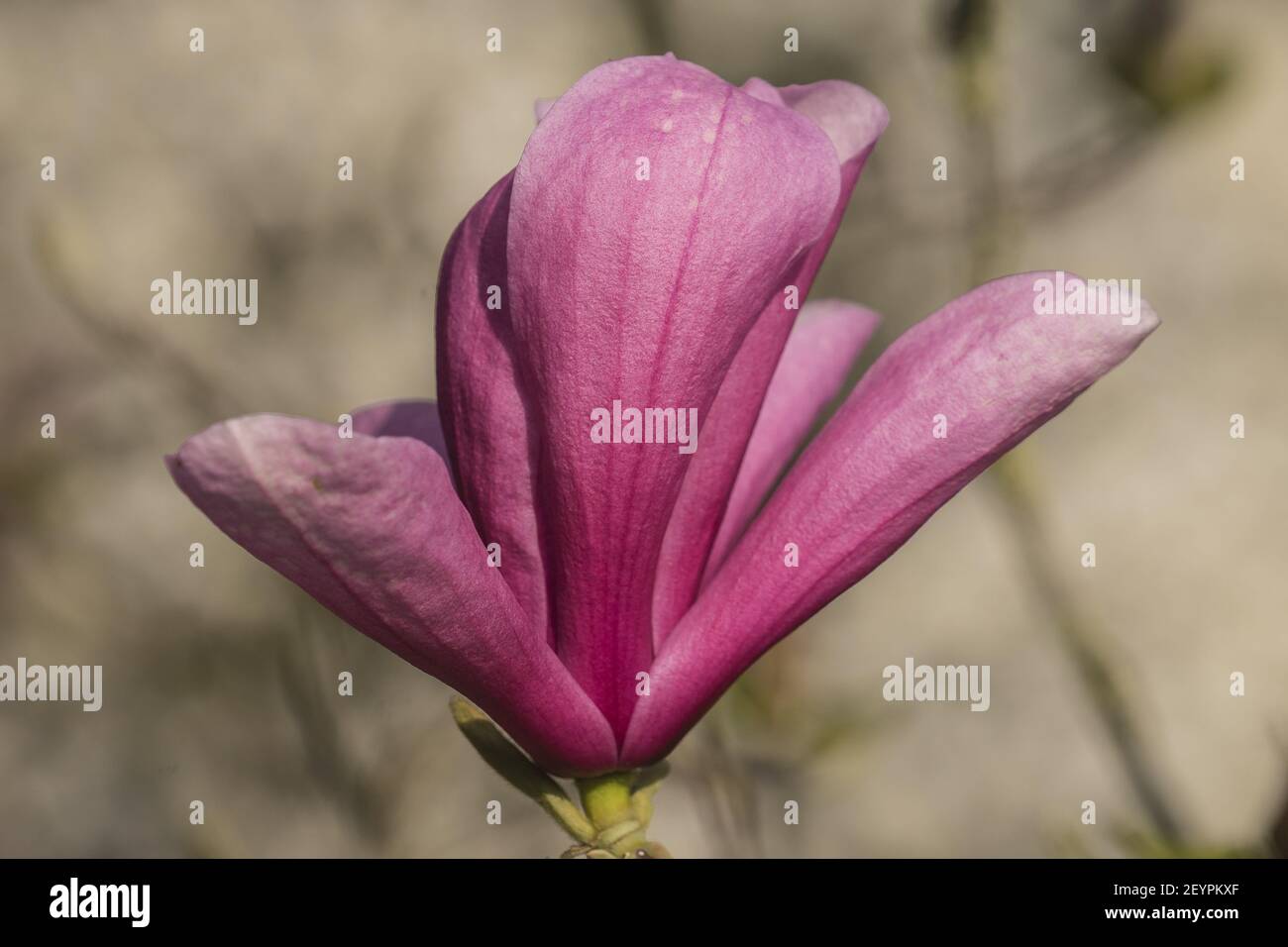 Magnolia (6) Foto Stock