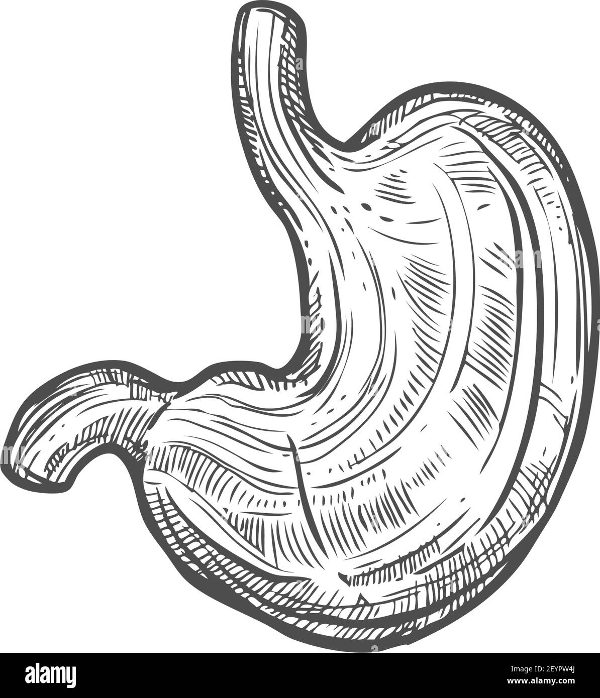 Icona dello schizzo dello stomaco, vettore isolato dall'organo del sistema digestivo. Elemento anatomico, addome e digestione Illustrazione Vettoriale