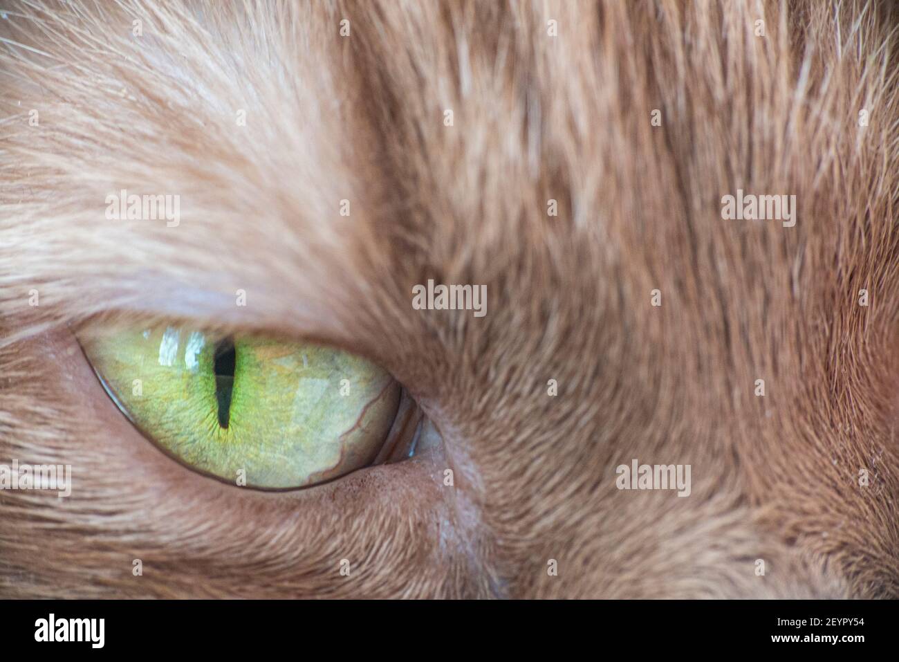 Un primo piano di un occhio verde di un gatto zenzero Foto Stock