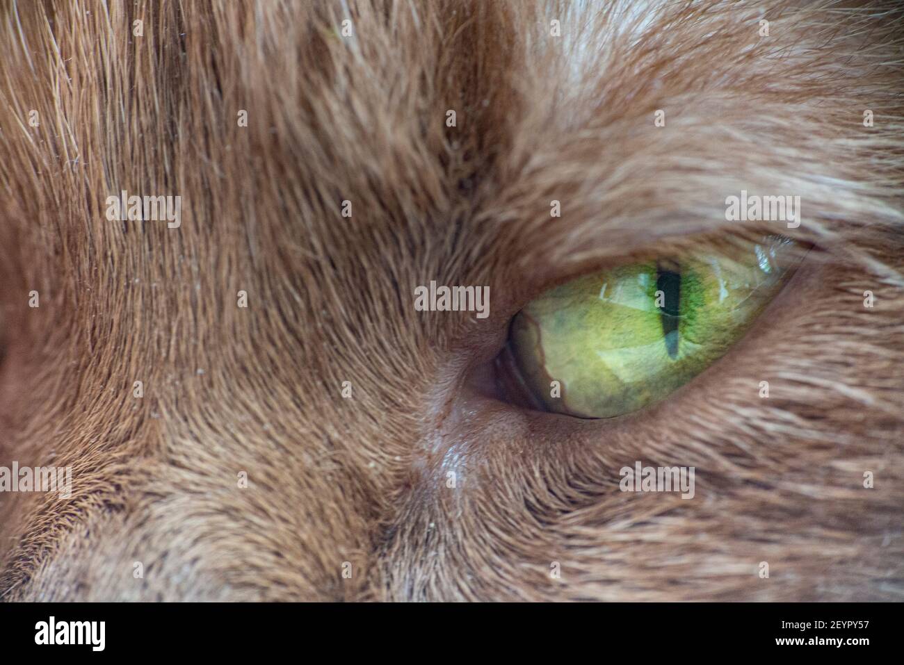 Un primo piano di un occhio verde di un gatto zenzero Foto Stock