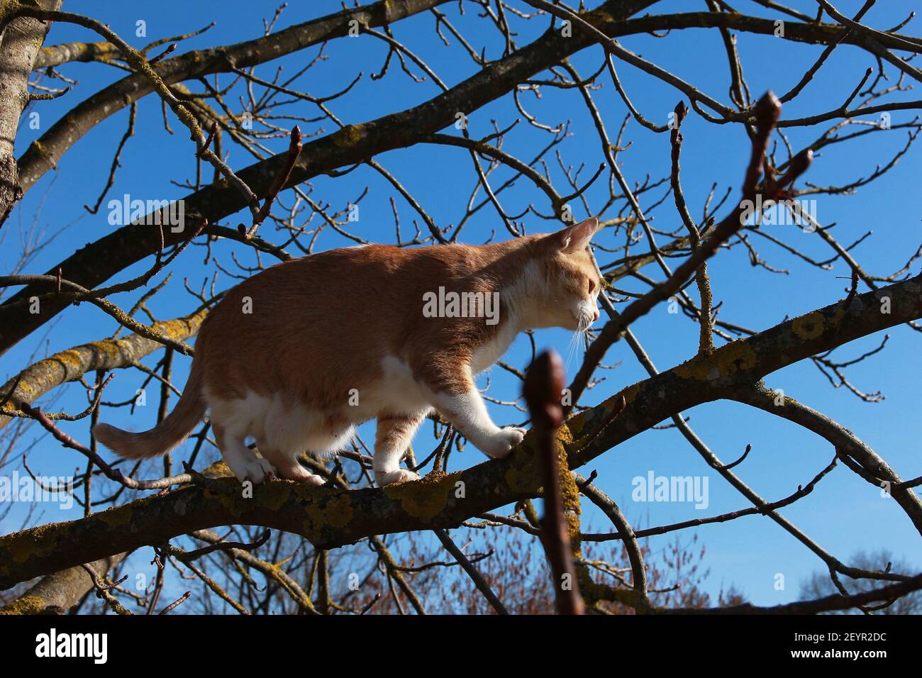 Fat Orange Cat cammina nell'albero Foto Stock