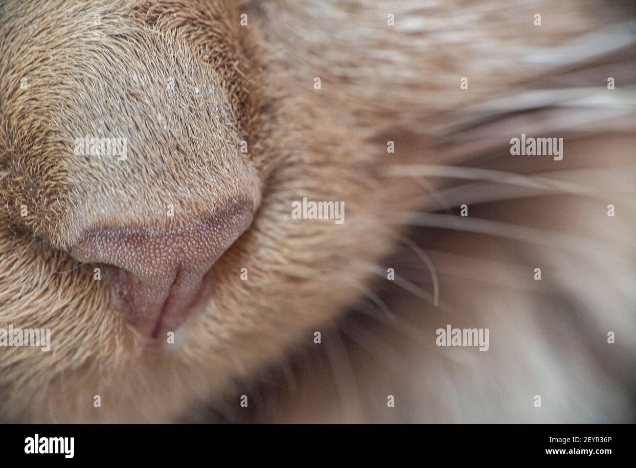 Un macro primo piano del naso di un gatto Foto Stock