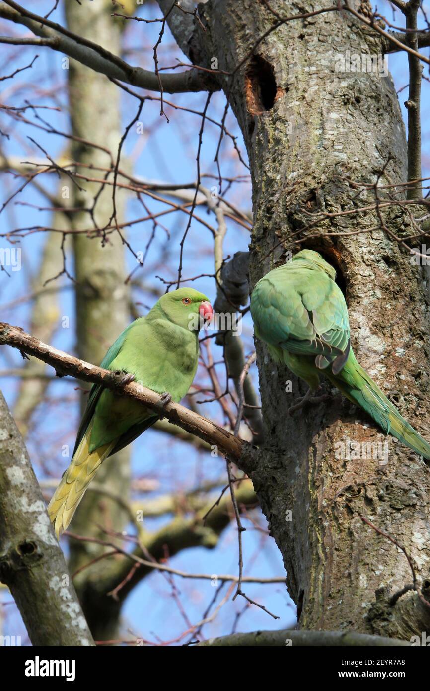 Parakeets (Psittacula krameri), Hurst Park, East Molesey, Surrey, Inghilterra, Gran Bretagna, Regno Unito, Europa Foto Stock