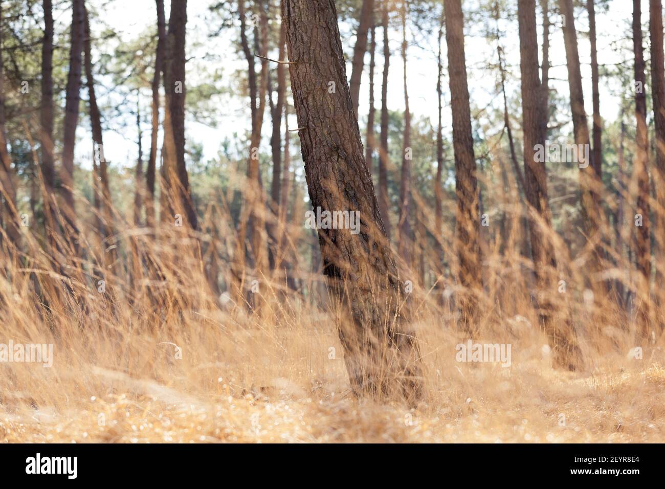 Erba nella pineta. Giornata di sole in una pineta vicino Pirou in inverno, Normandia, Francia Foto Stock