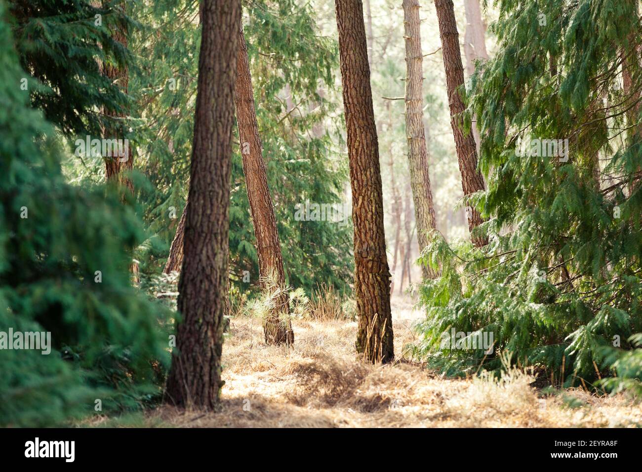 Soleggiata pineta vicino Pirou in inverno, Normandia, Francia Foto Stock