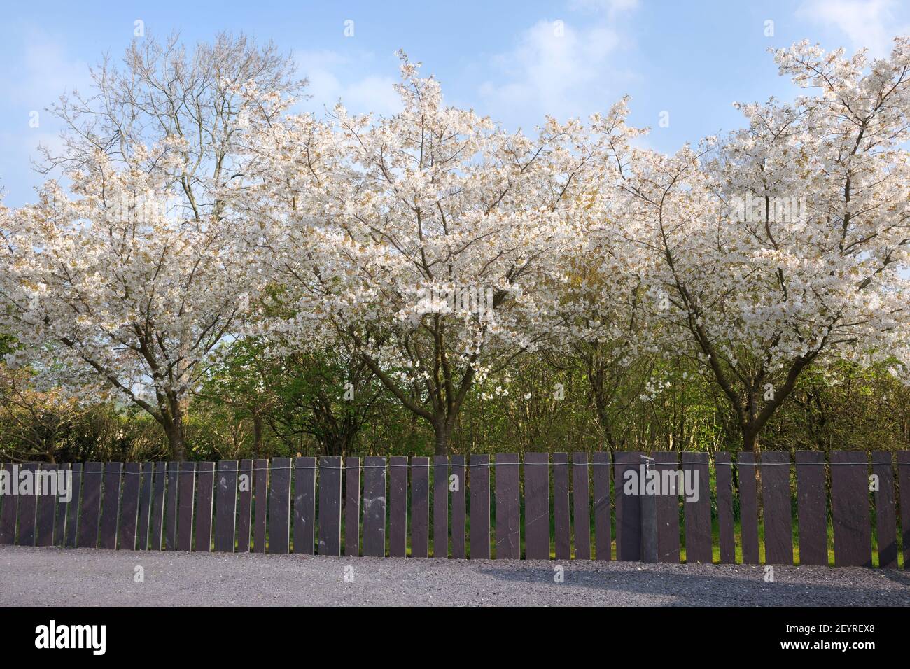 Prunus serrolata 'Jo-nioi', ciliegia fiorita giapponese piantata dietro una moderna recinzione in ardesia ispirata alle tradizionali recinzioni in ardesia della zona. Medio Foto Stock