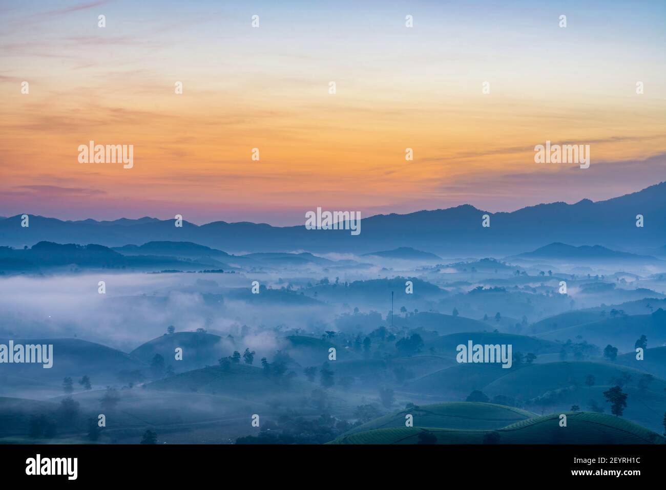 Alba sulle colline del tè nell'altopiano di Long Coc, provincia di Phu Tho in Vietnam Foto Stock