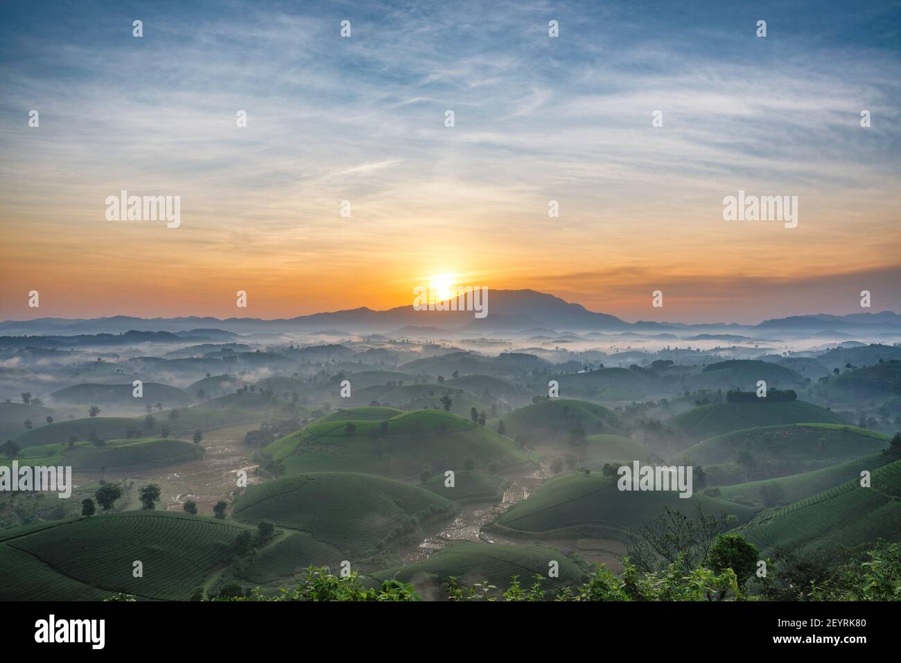 Alba sulle colline del tè nell'altopiano di Long Coc, provincia di Phu Tho in Vietnam Foto Stock