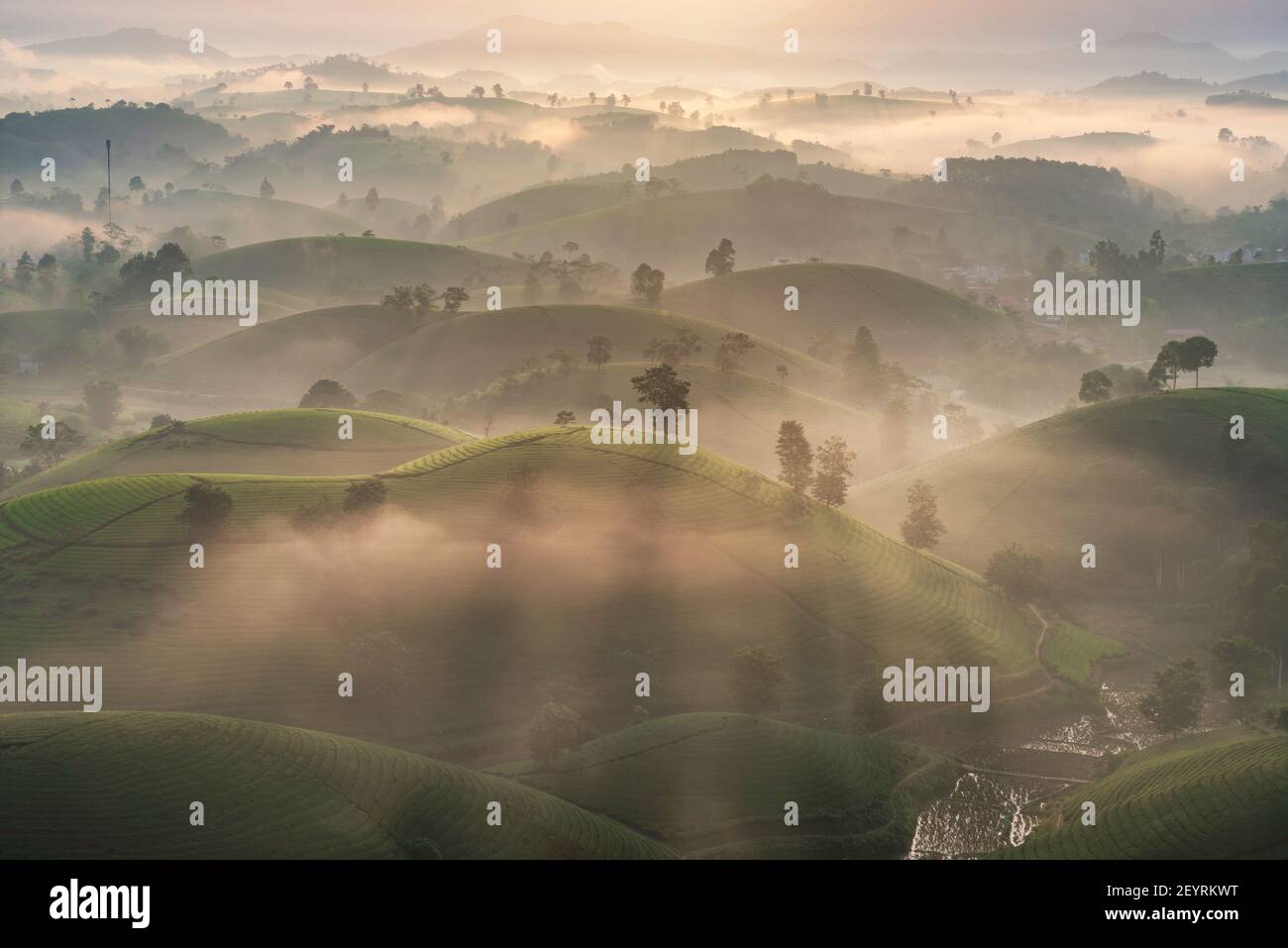 Alba sulle colline del tè nell'altopiano di Long Coc, provincia di Phu Tho in Vietnam Foto Stock