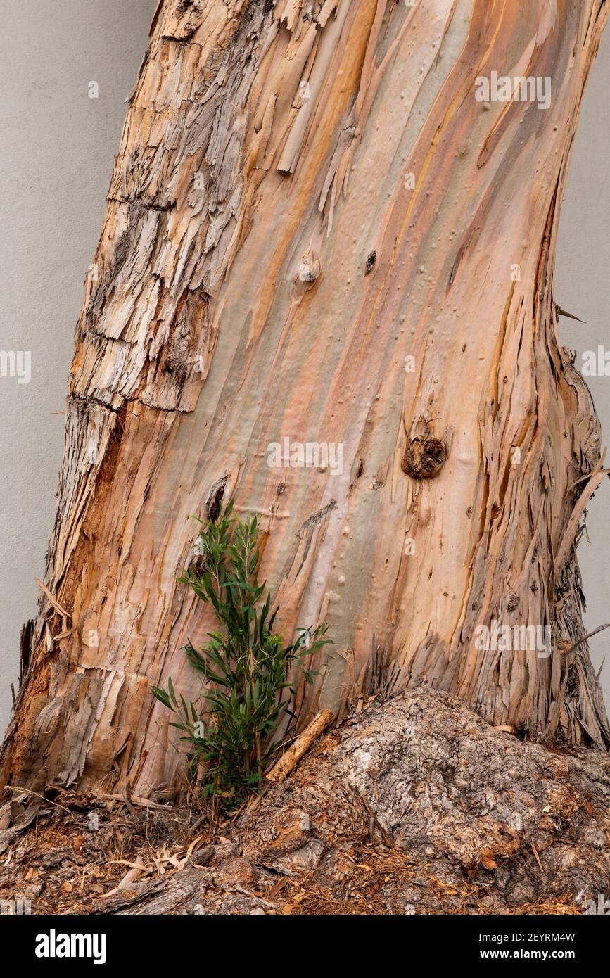 Una nuova crescita alla base di un albero di eucalipto, visto dal lato, che illustra i concetti di business di un'azienda che cresce all'interno di un altro, speranza Foto Stock