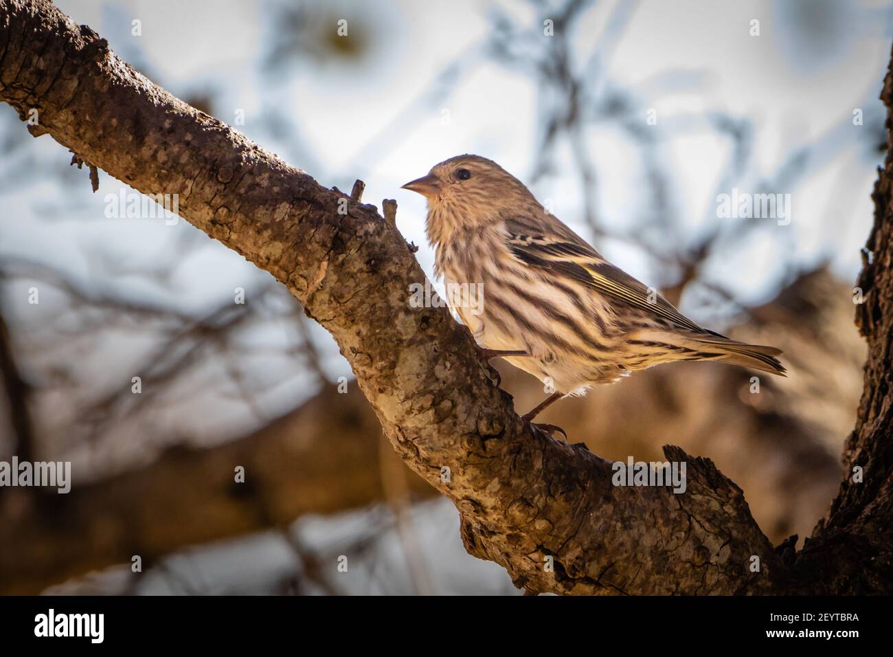 Pino Siskin uccello riposo Foto Stock