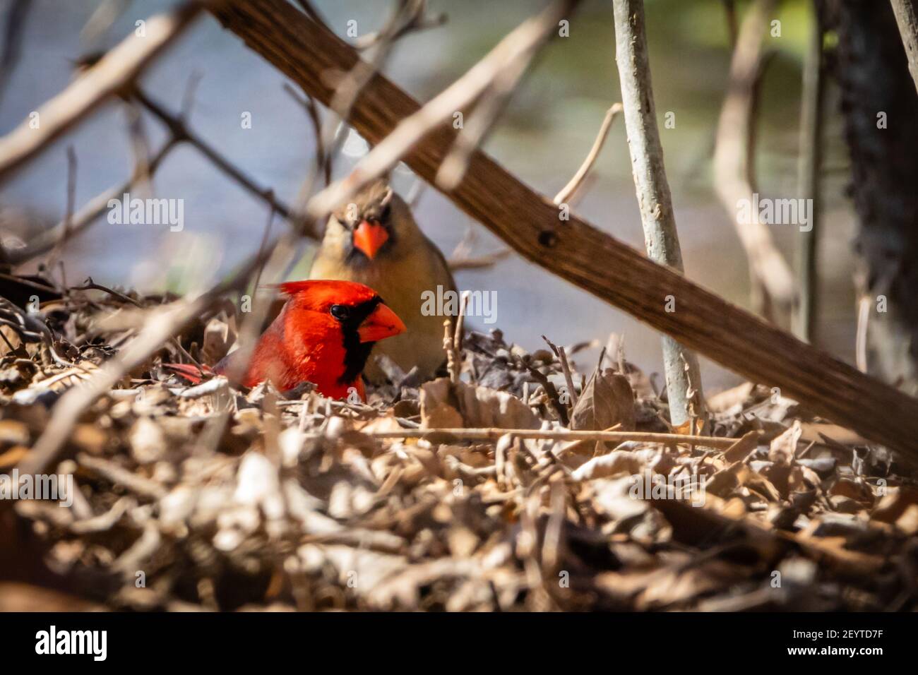 I Cardinali settentrionali, maschi e femmine, invecchiare Foto Stock