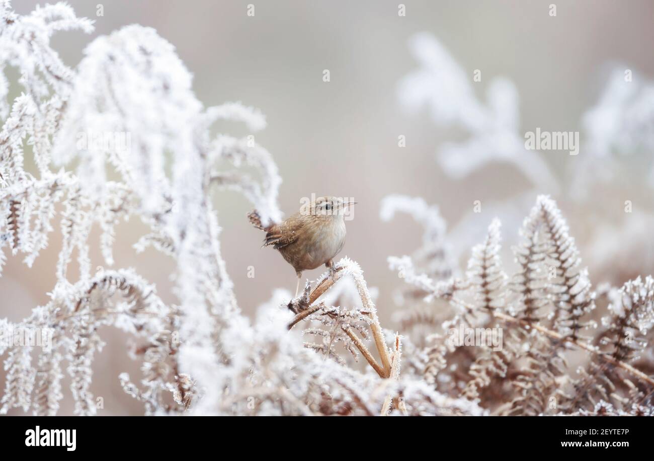Primo piano di un torso arroccato su una felce ghiacciata in inverno. Foto Stock