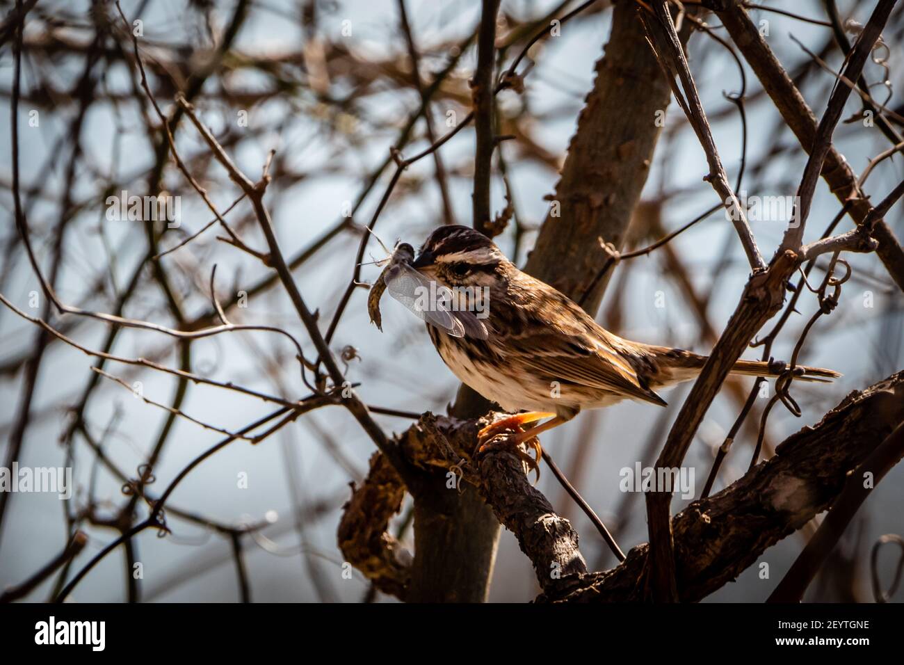 Canzone Sparrow con una libellula nel suo becco Foto Stock