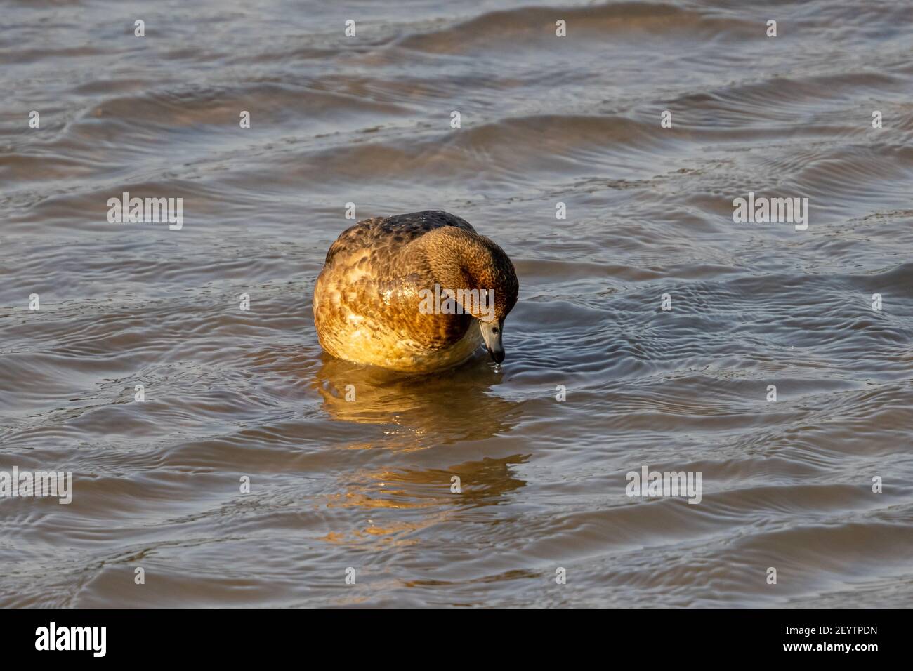 Pintail settentrionale (Anas acuta) che galleggia sull'acqua nella zona umida Foto Stock