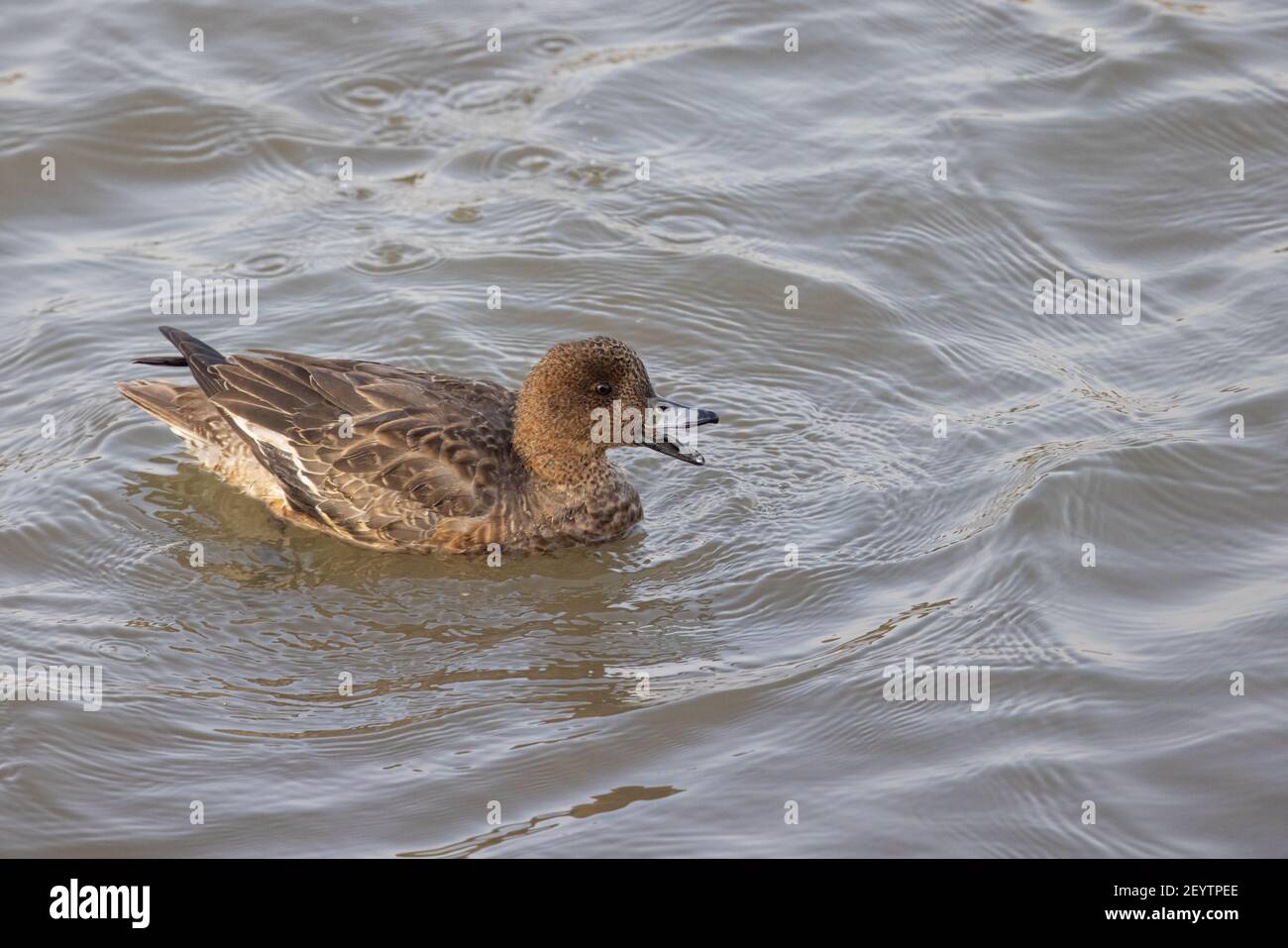 Pintail settentrionale (Anas acuta) che galleggia sull'acqua nella zona umida Foto Stock