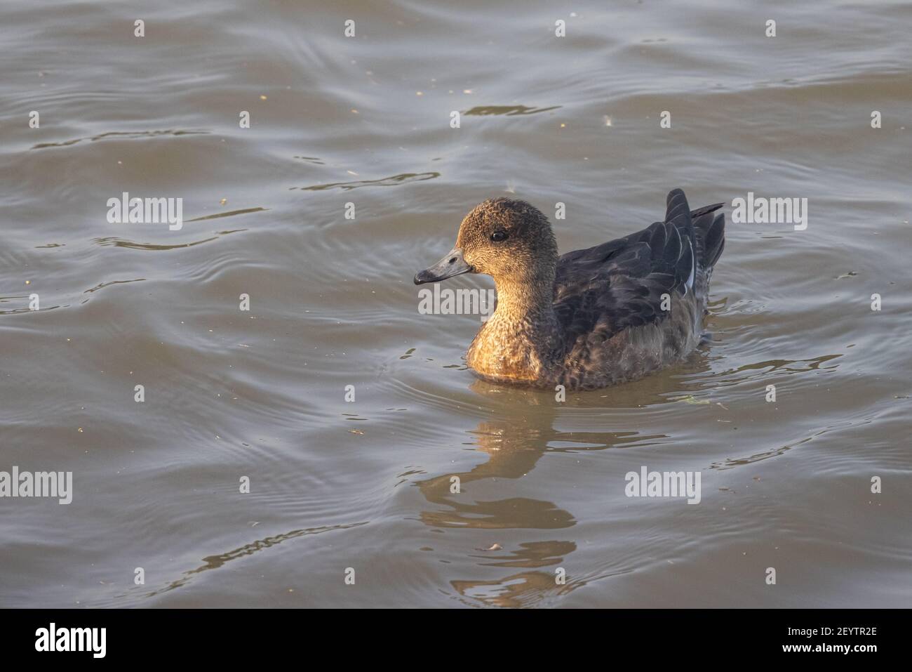 Pintail settentrionale (Anas acuta) che galleggia sull'acqua nella zona umida Foto Stock