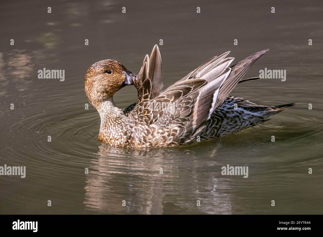 Pintail settentrionale (Anas acuta) che galleggia sull'acqua nella zona umida Foto Stock