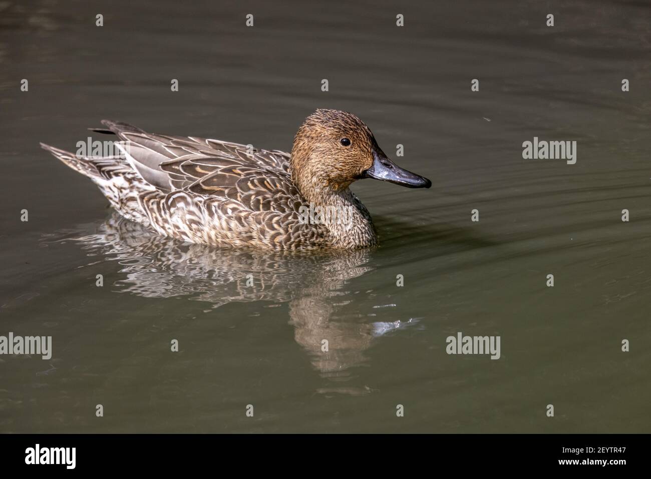 Pintail settentrionale (Anas acuta) che galleggia sull'acqua nella zona umida Foto Stock