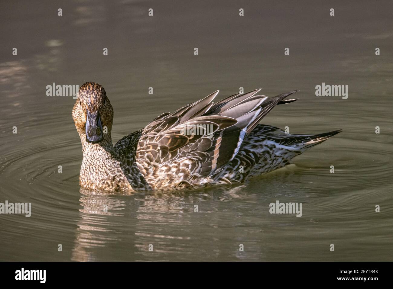 Pintail settentrionale (Anas acuta) che galleggia sull'acqua nella zona umida Foto Stock
