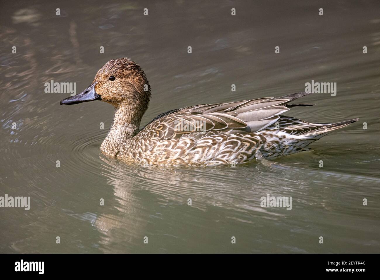 Pintail settentrionale (Anas acuta) che galleggia sull'acqua nella zona umida Foto Stock