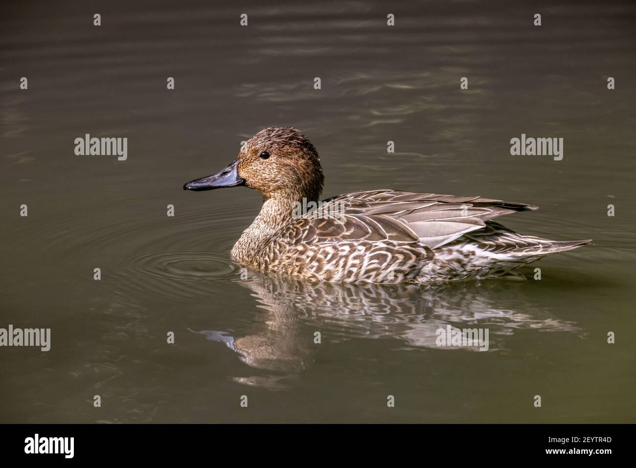 Pintail settentrionale (Anas acuta) che galleggia sull'acqua nella zona umida Foto Stock