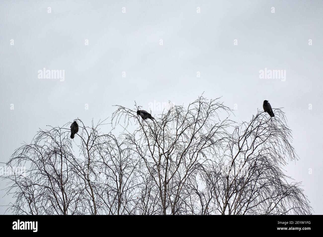 Tre corvi seduti su rami di albero. Concetto di terza ruota. Simbolismo del numero tre. Uccelli su sfondo cielo nuvoloso. Foto Stock