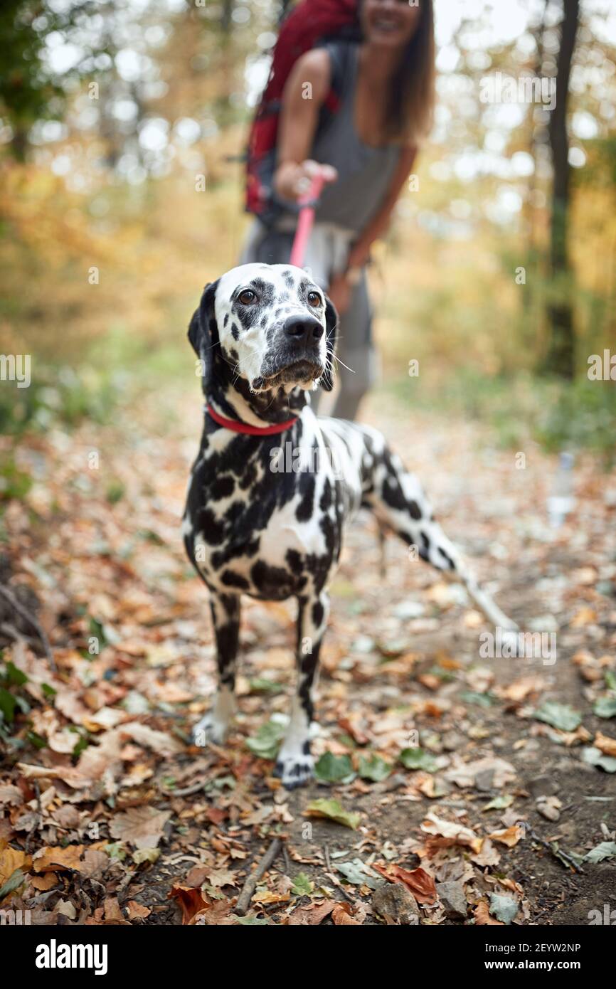 Bel cane tracker con proprietari in una passeggiata in natura Foto Stock