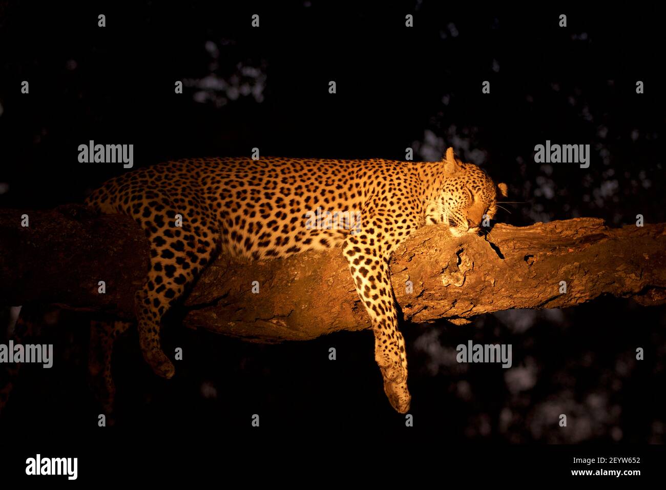 Un leopardo maschio che dormiva in un albero, avvistato di notte in un safari a Sabi Sands, Sud Africa Foto Stock