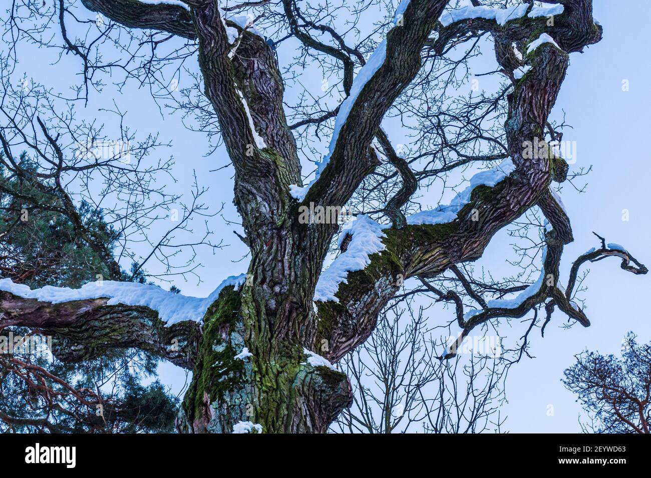 Tree Branch Snow Sunset Winter Sky Foto Stock