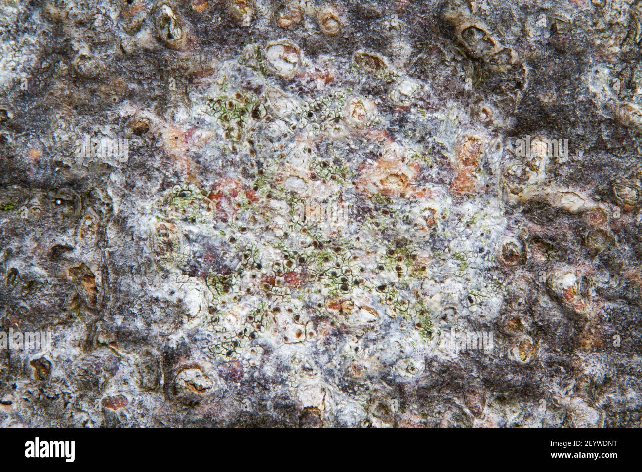 Primo piano di un lichene che cresce sulla corteccia di un faggio, probabilmente lichene di vernice bianco Foto Stock