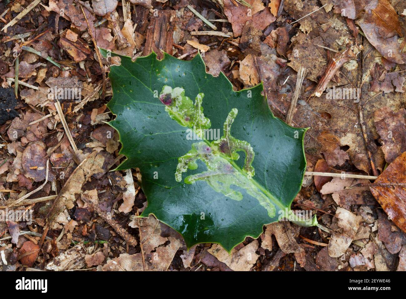 Il leathery, lucido, pallido foglia verde scuro di agrifoglio comune, caduto sul pavimento della foresta con sentieri pallidi causati da larve di foglia Holly minatore. Foto Stock