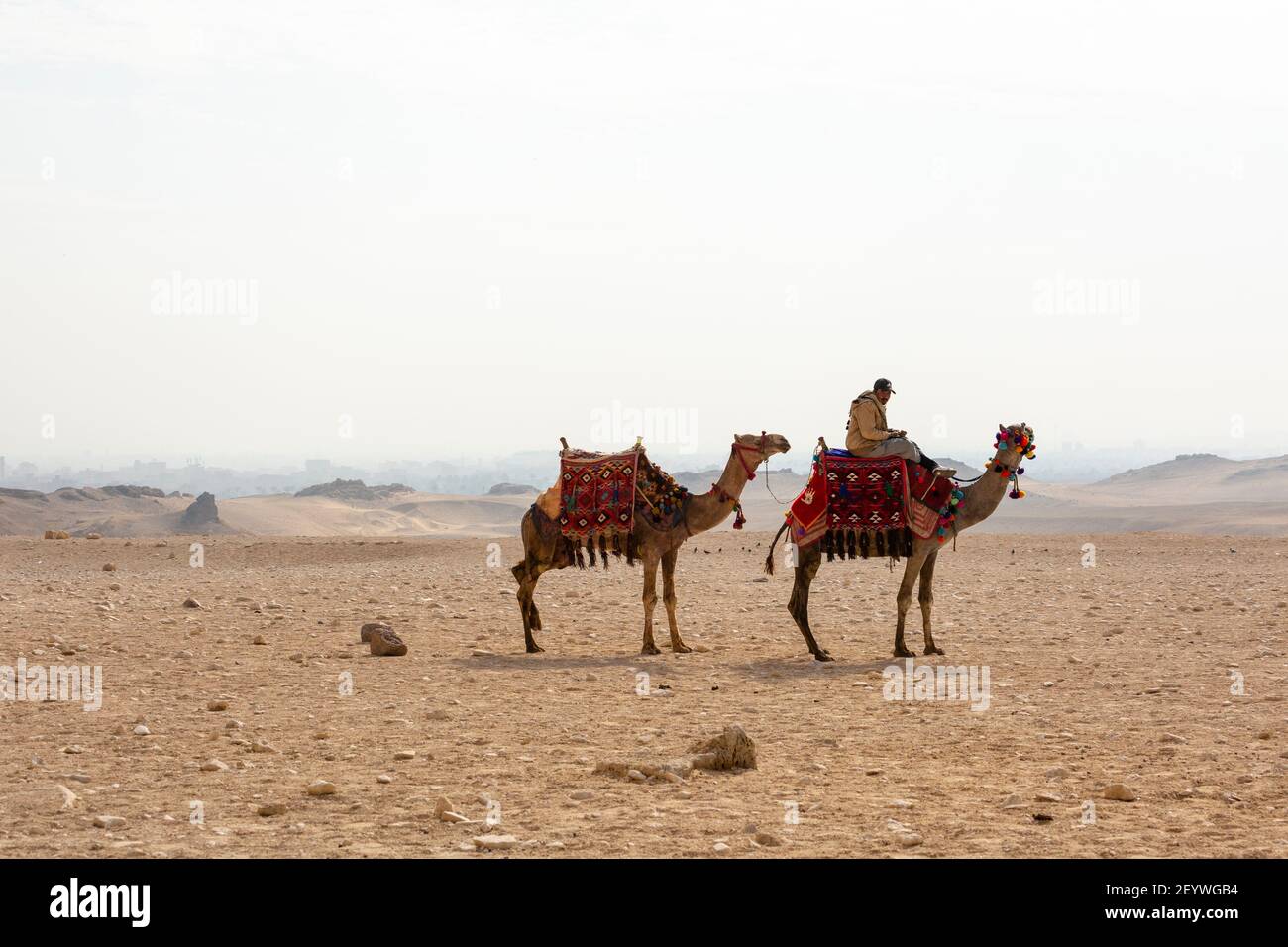 Una guida turistica con due cammelli sull'altopiano di Giza, Grande Cairo, Egitto Foto Stock