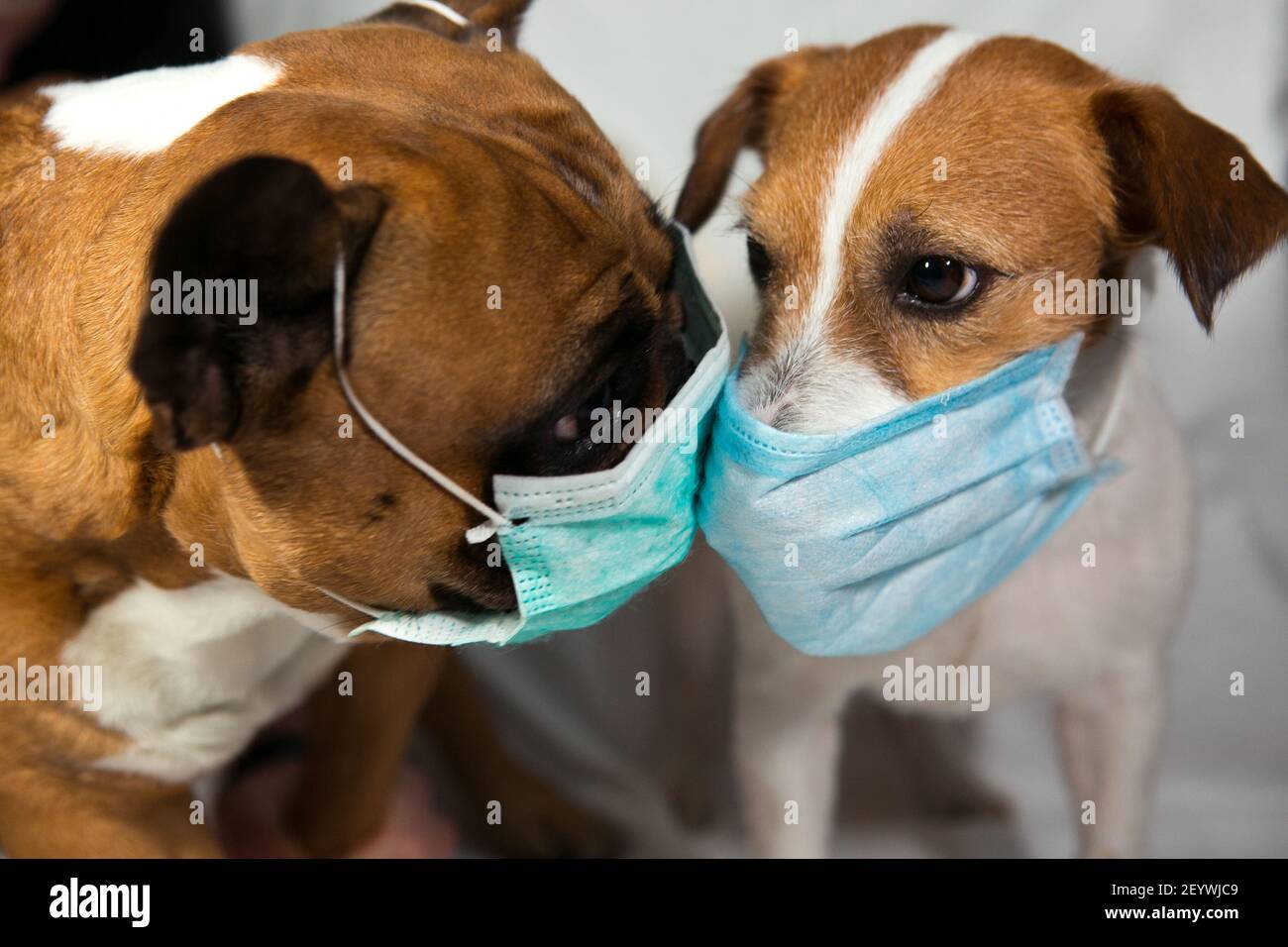 Baciare i cani in maschere mediche. Cani: Bulldog francese e Jack Russell in quarantena. Coronavirus. Le regole di quarantena sono rispettate per tutti. Foto Stock