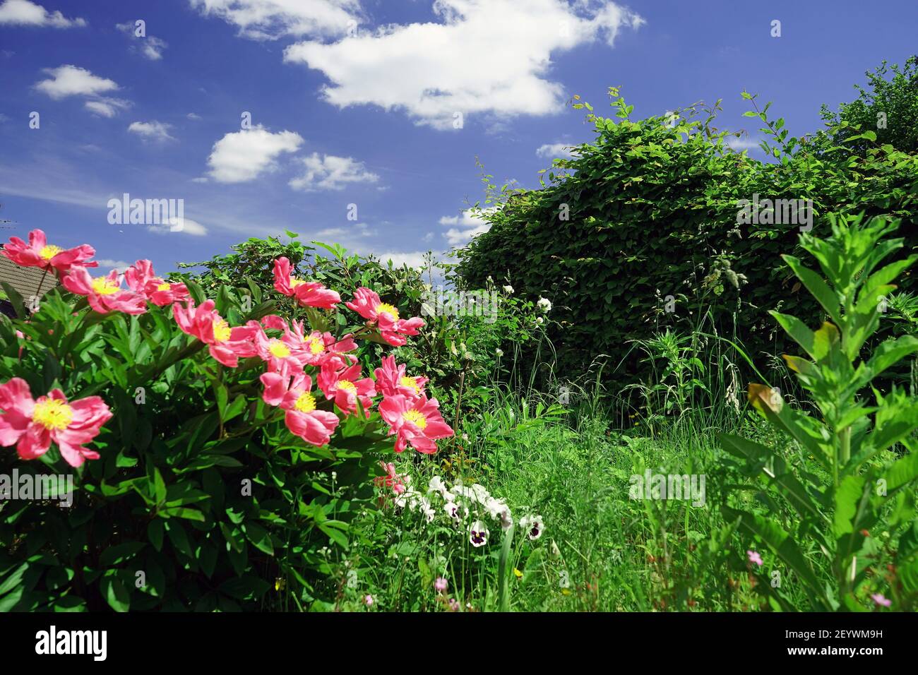 Pfingstrosen ungefüllt Foto Stock