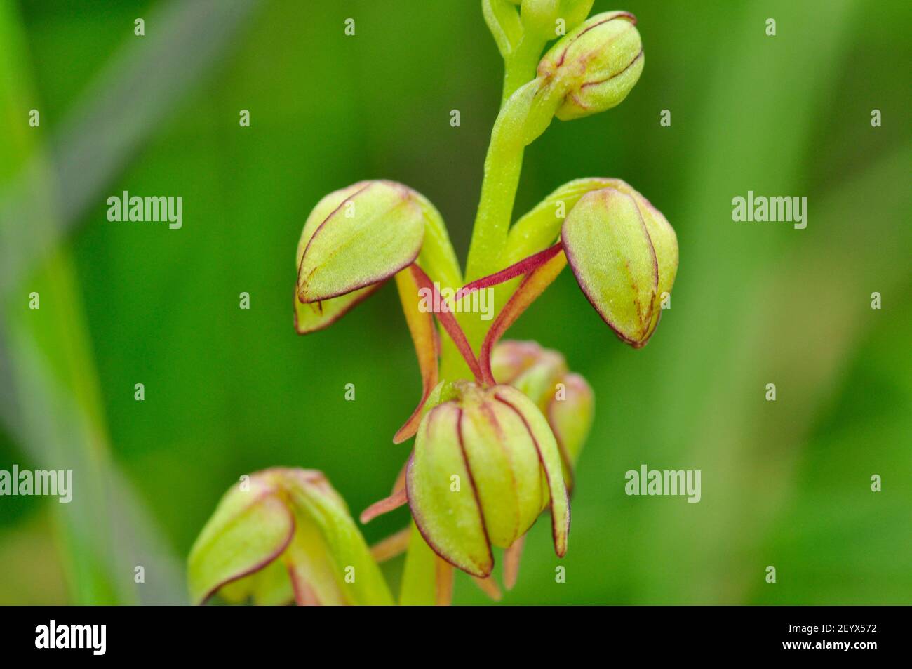 L'uomo,orchidee Orchis anthropophora,vicino fino in via di estinzione, fiori giallo verde, Wiltshire, Regno Unito Foto Stock