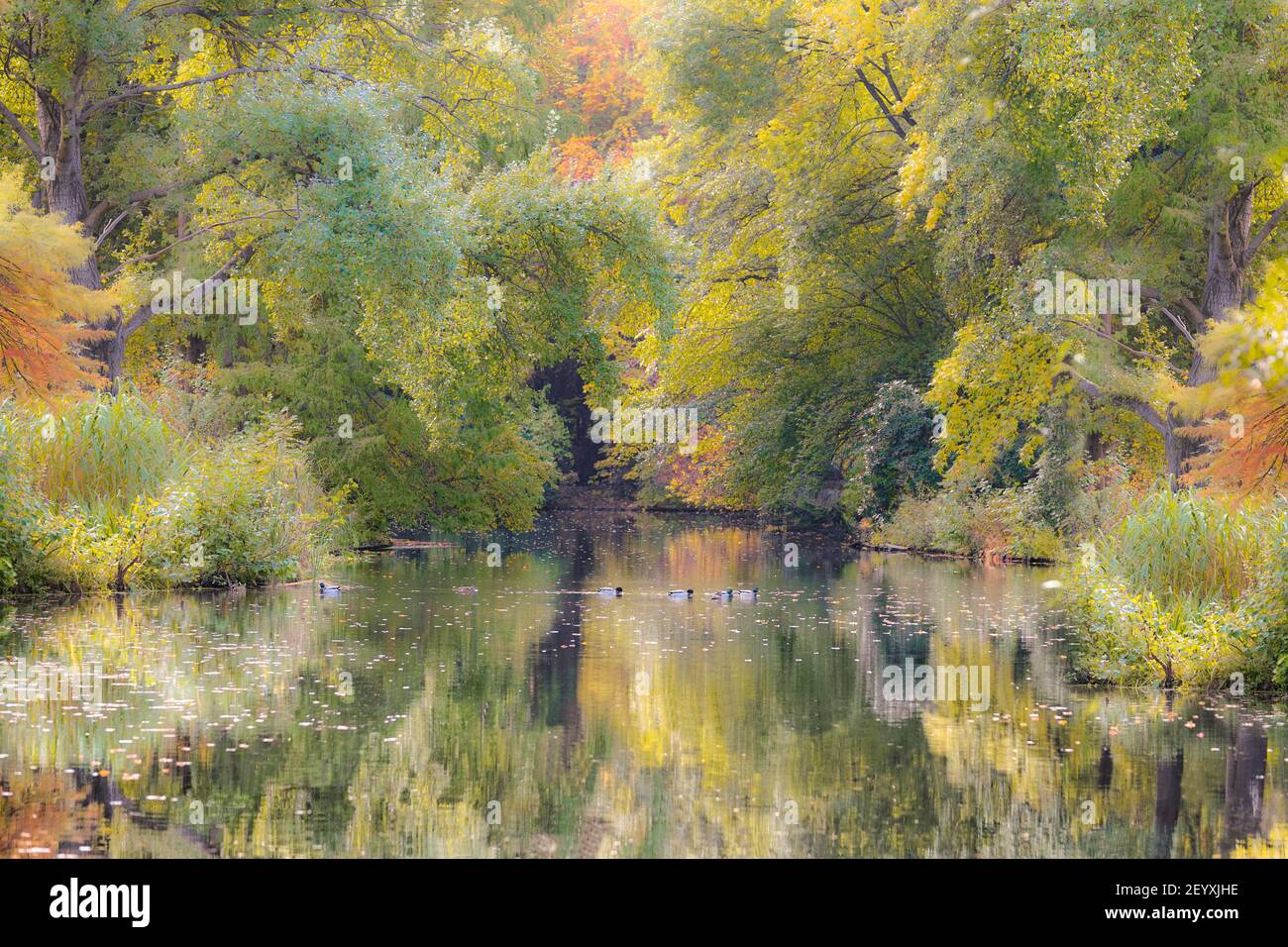 Herbst im Tiergarten a Berlino Foto Stock